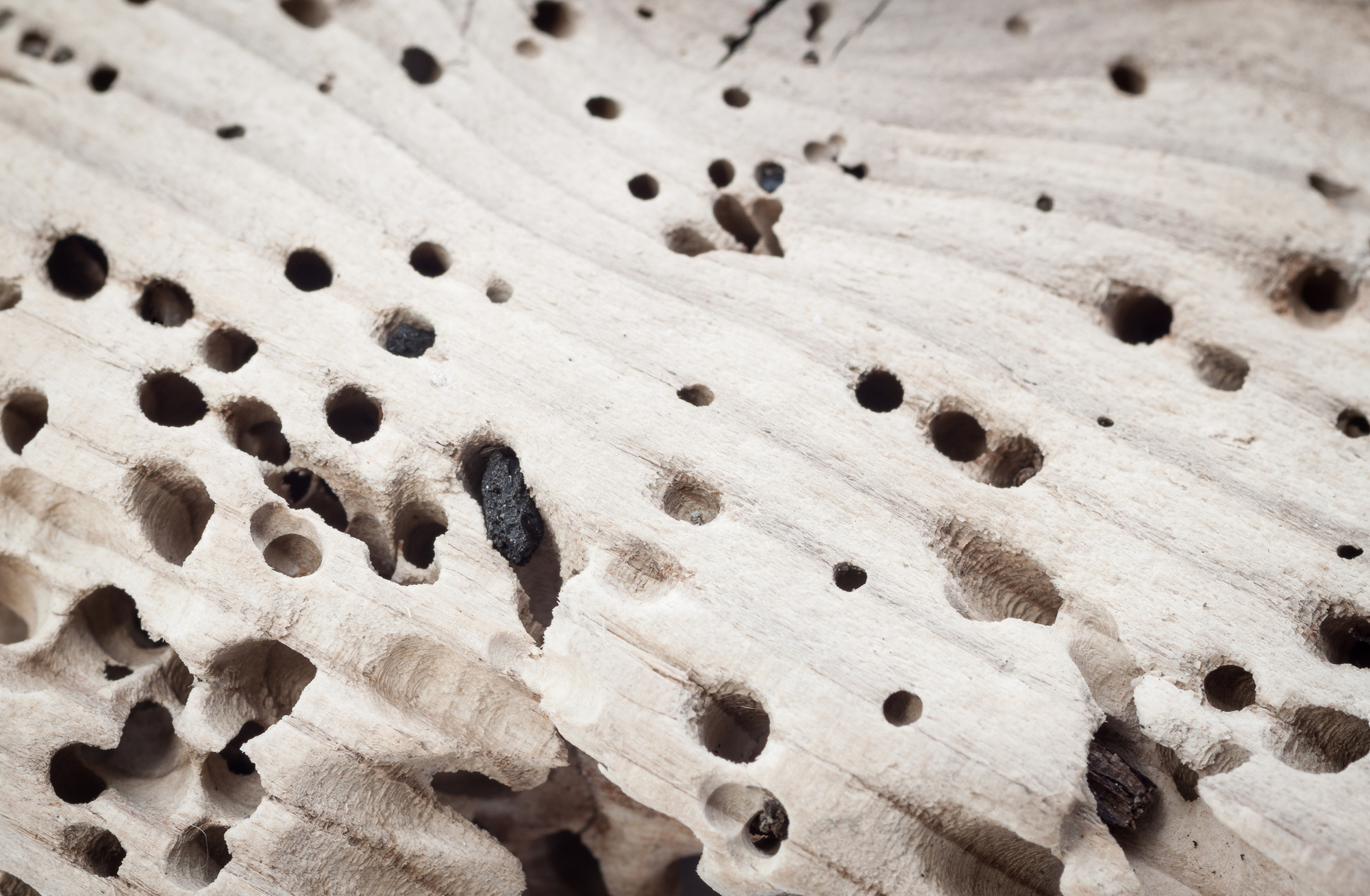 Wood background with termite holes.